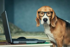 dog at computer